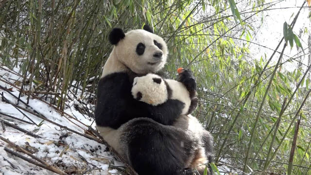 熊猫妈妈雪地抱幼崽吃胡萝卜，行为酷似人类