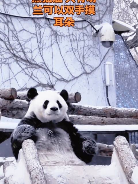 雪中的萌兰超级帅！雪佛兰！