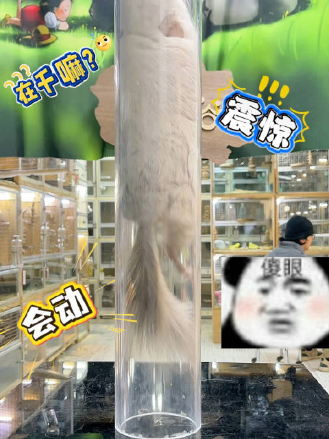 龙猫秀视频引热议，可爱龙猫成焦点