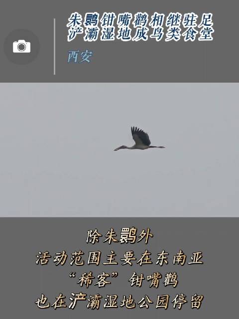朱鹮钳嘴鹳相继驻足浐灞湿地成鸟类食堂