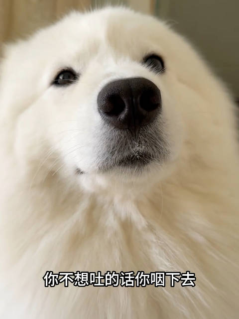 当主人给生病的萨摩耶吃药…好像被定住了，一动不动像只海豹似的