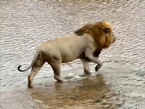 平原雄狮雷神渡河，萨比森最上镜王者