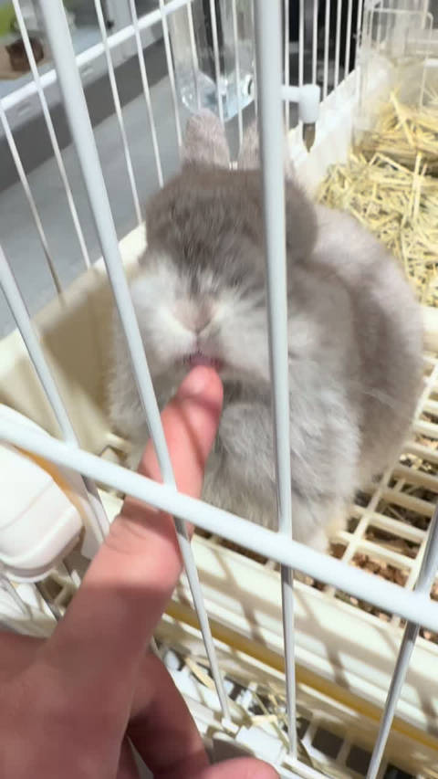 哈哈 一直舔我手