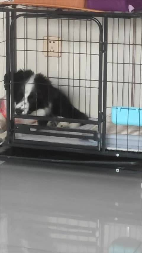 才三个月大点就会越狱了