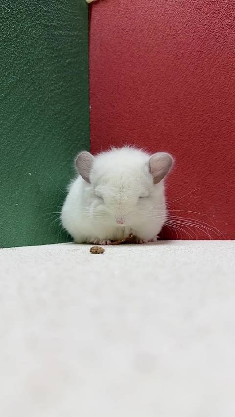 丝绒纯白紫斑长毛龙猫dd