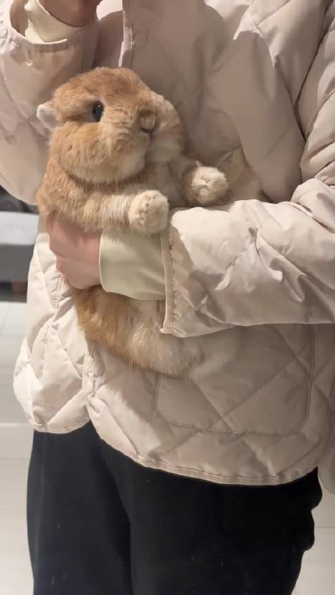 网友发文渴望养侏儒兔并求吸宠物