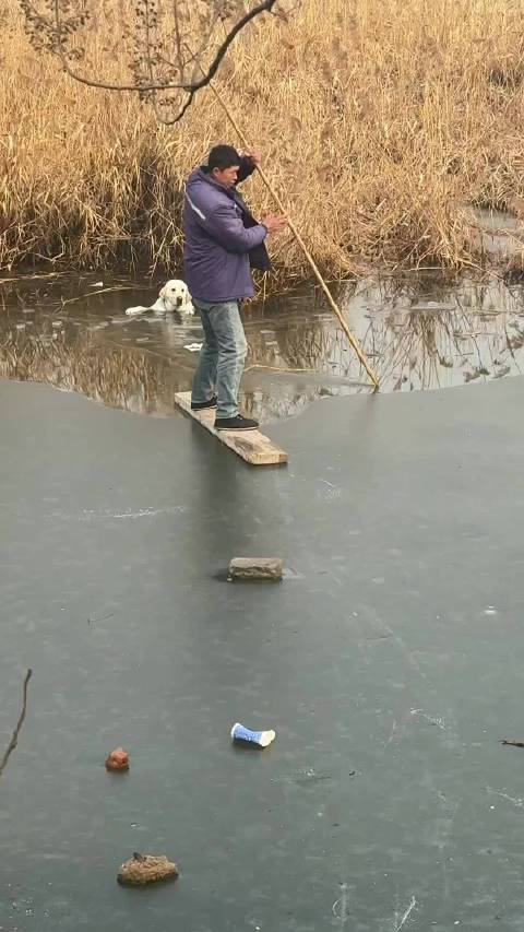 主人为了就拉布拉多，没想到却成了小丑