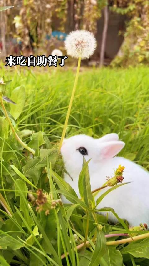 隋宏伟萌宠萌宠出道计划