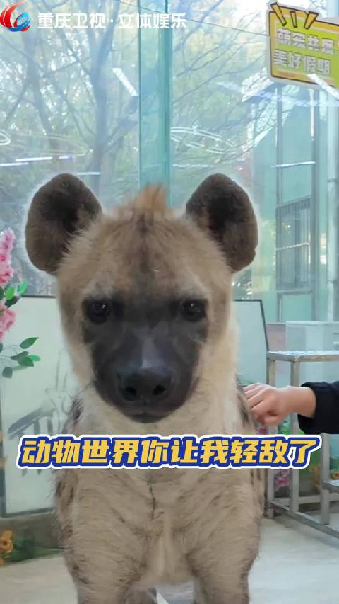 动物世界让我轻敌了！动物世界