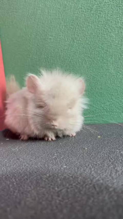 丝绒紫米长毛龙猫dd