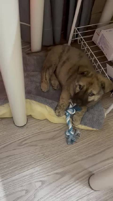 冬冬乖巧依偎主人怀中，猛扎新狗窝显喜爱