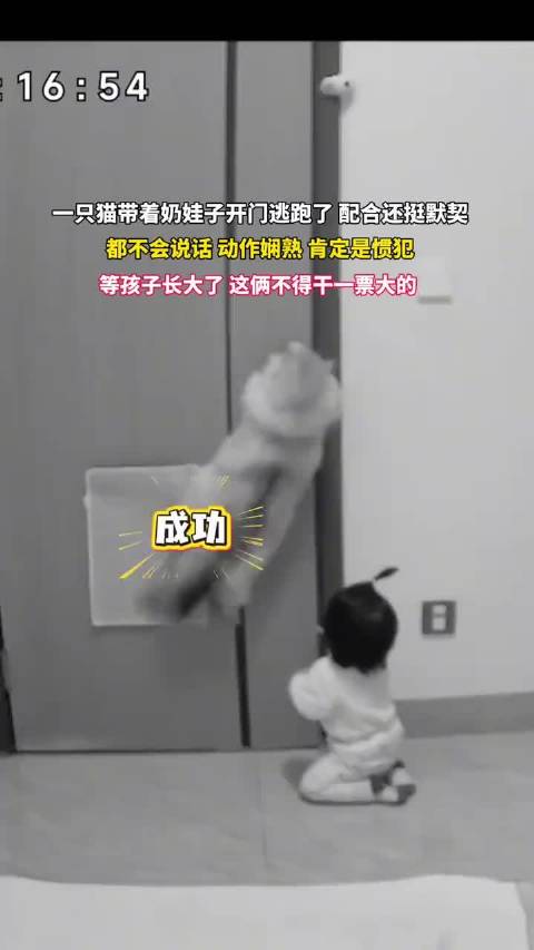 两小只成功越狱萌娃和猫咪