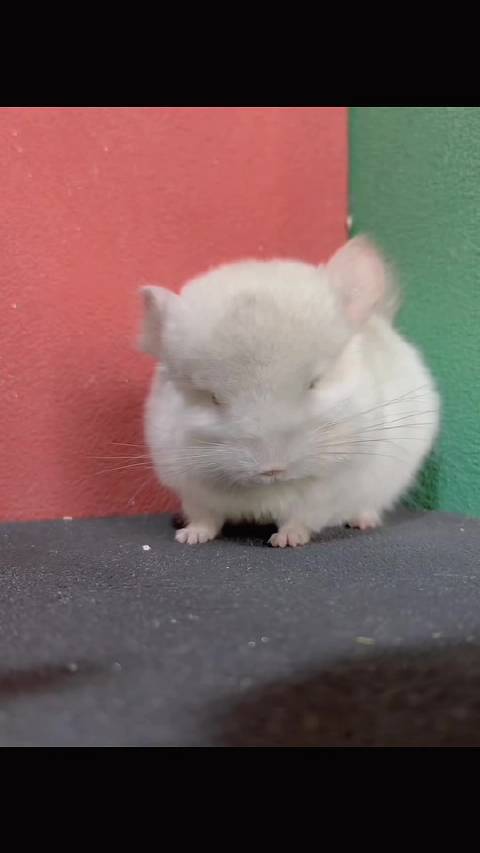 斜长咖粉龙猫dd