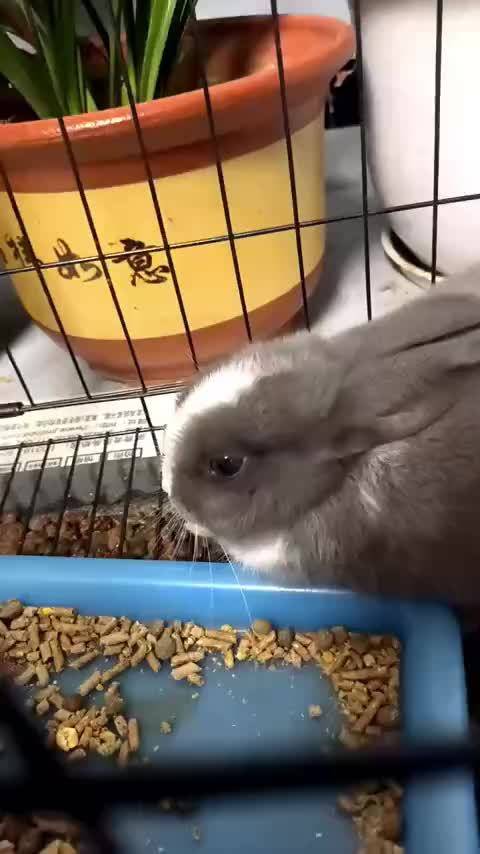 我妹说 小十二最近不知道怎么了 一直流眼泪 喂兔粮也不吃