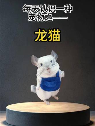 龙猫萌化指数爆表，你心动了吗？