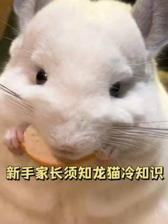 初入龙猫养育世界的隐藏指南