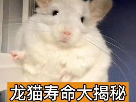 龙猫能陪伴我们多久？它们的生命周期究竟有多长？