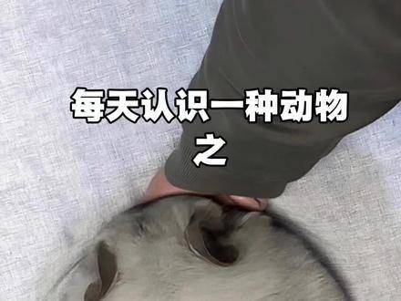 这只毛茸茸的宠物龙猫正等你带它回家！心动了吗？