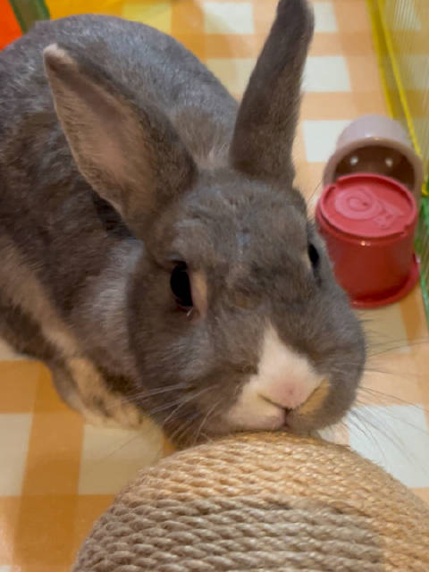 这是 洗脸杀～你要萌亖我了