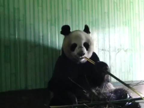 熊猫圈两大“极限家族”：一个拼命“考编”，一个疯狂“越狱”！