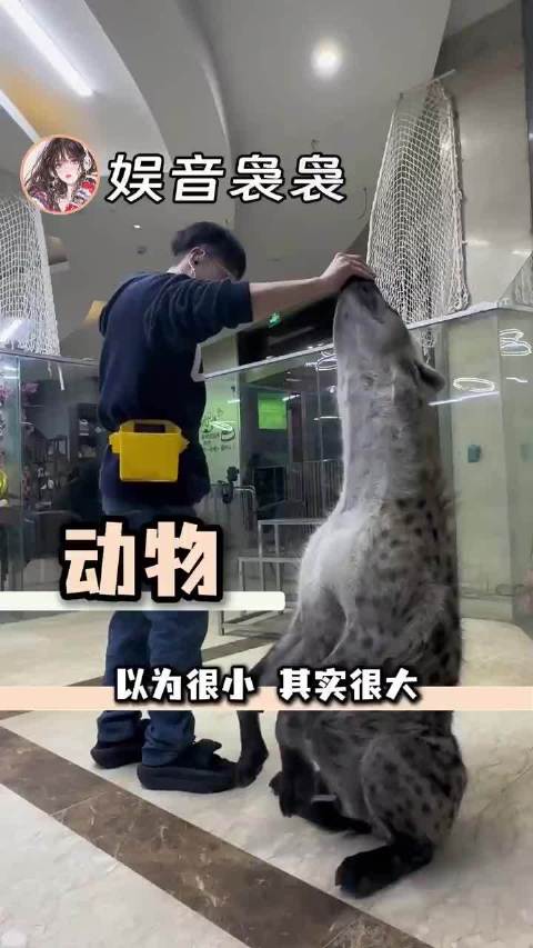 动物世界谁拍的，我真以为这些动物很小