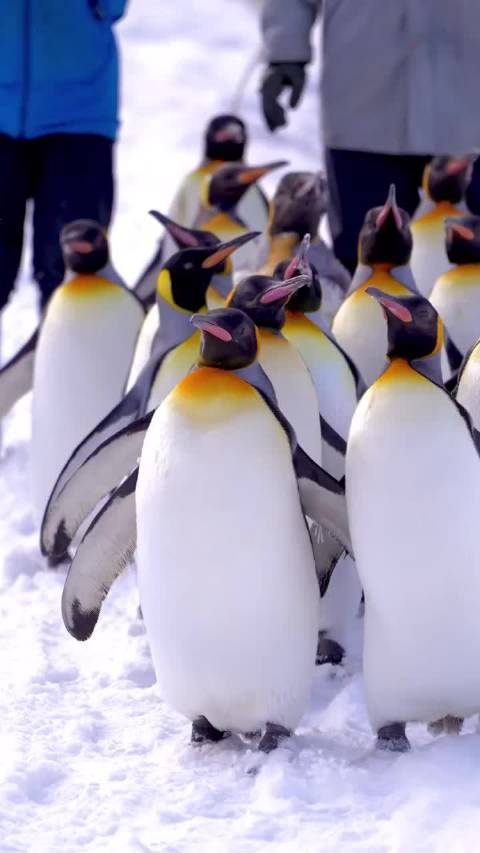 旭川动物园展示动物自然行为，企鹅散步等特色吸引游客