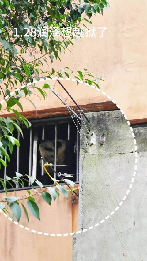 大熊猫润泽润洋越狱被抓包，奶爸扣半块苹果