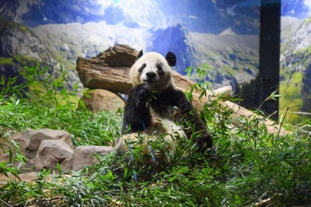 上图为“晓晓”,下图为“蕾蕾”。图片来源:日本东京都恩赐上野动物园