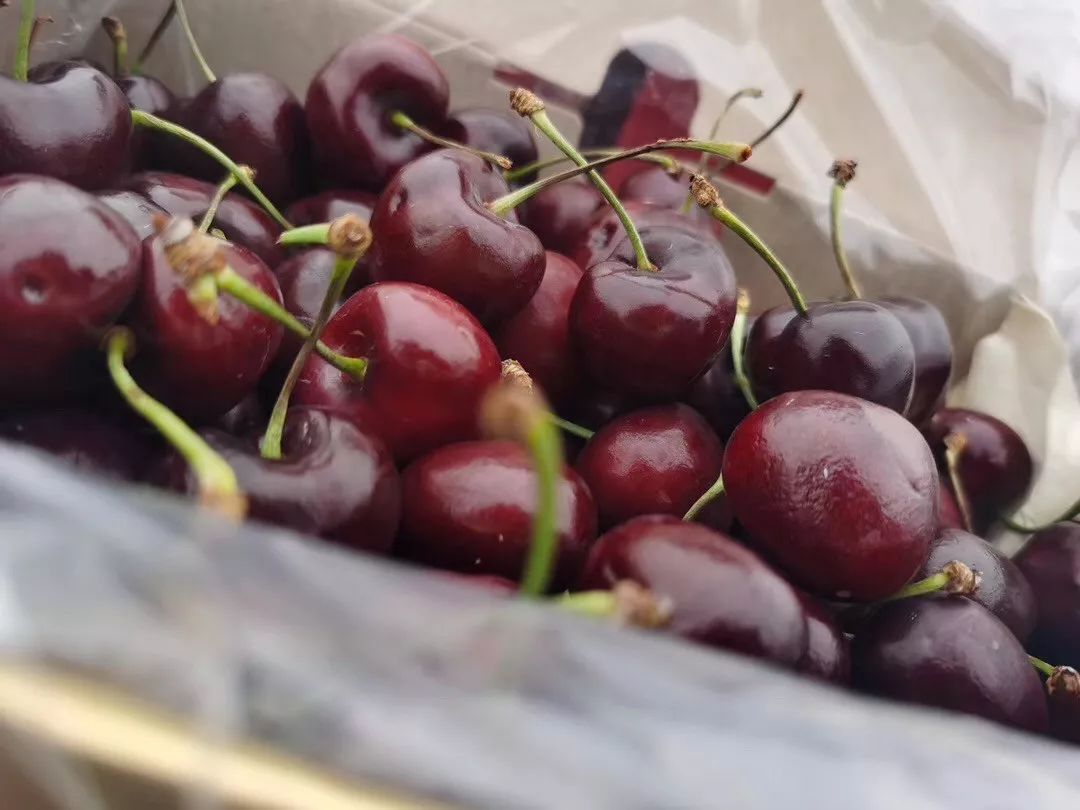 “围剿”进口车厘子