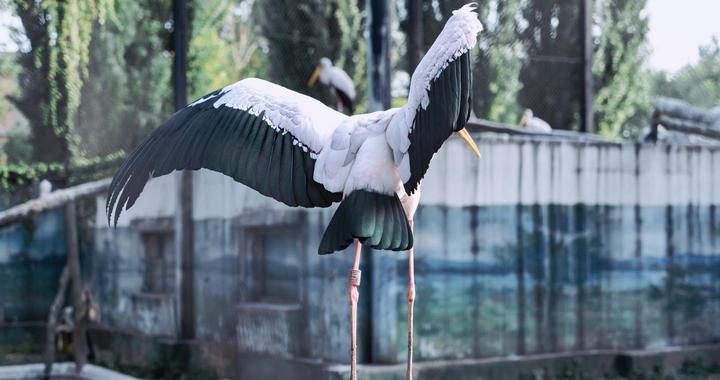 经典佳作 | 沈嘉柯：最初的恋人，最后的仪式（短篇小说）