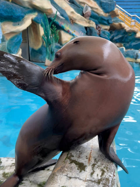 看看海狮的小耳朵