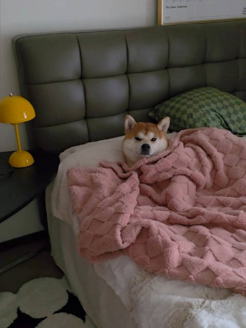 小狗也喜欢赖床 ：冬冬咚咚咚