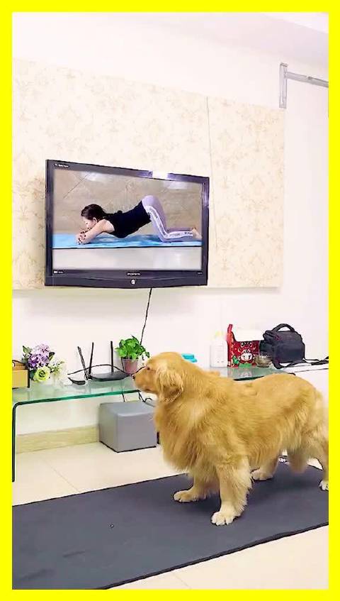 金毛路虎被小姨栽赃偷零食化妆品，含冤受罚