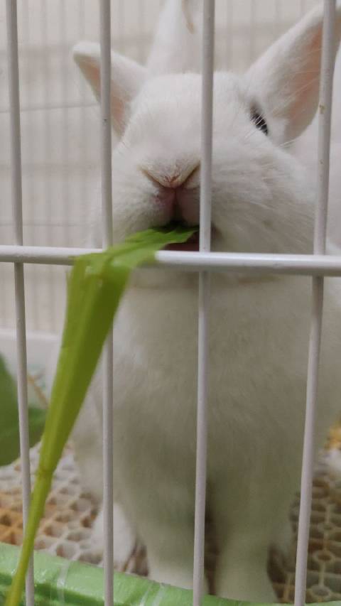 嚼嚼嚼……哎草呢？