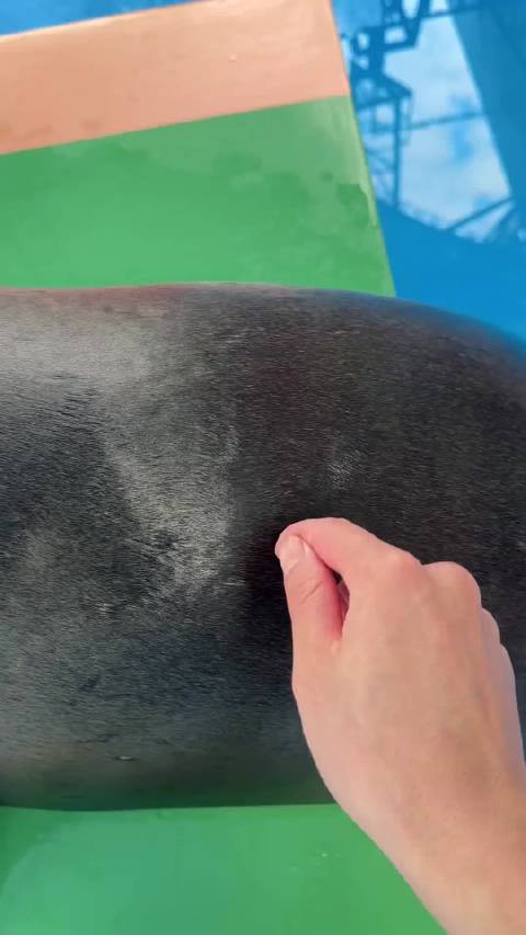 海狮嗷嗷叫你摸我耳朵干什么？