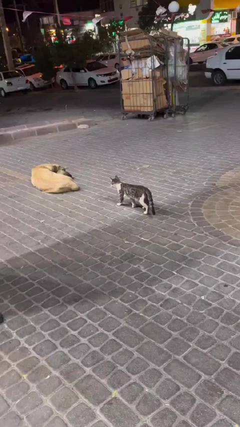 狗狗自曝起床气大，动物界也有小可爱