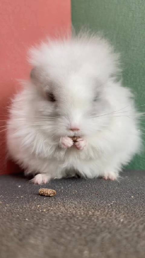 丝绒紫斑长毛龙猫dd