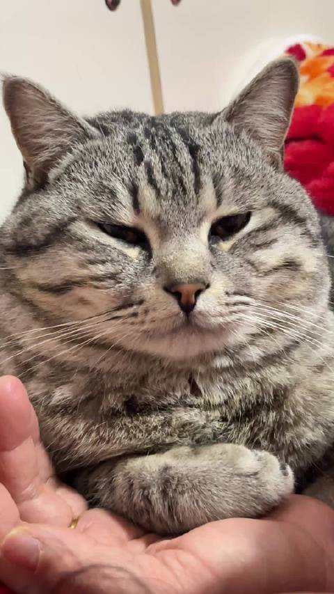 猫咪闯入房间惊扰主人休息