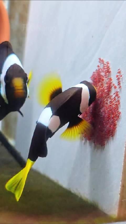 黑豹小丑鱼繁殖期母鱼频繁教育公鱼