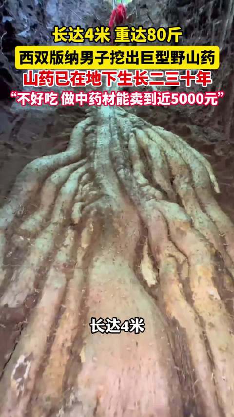 男子挖出巨型野山藥