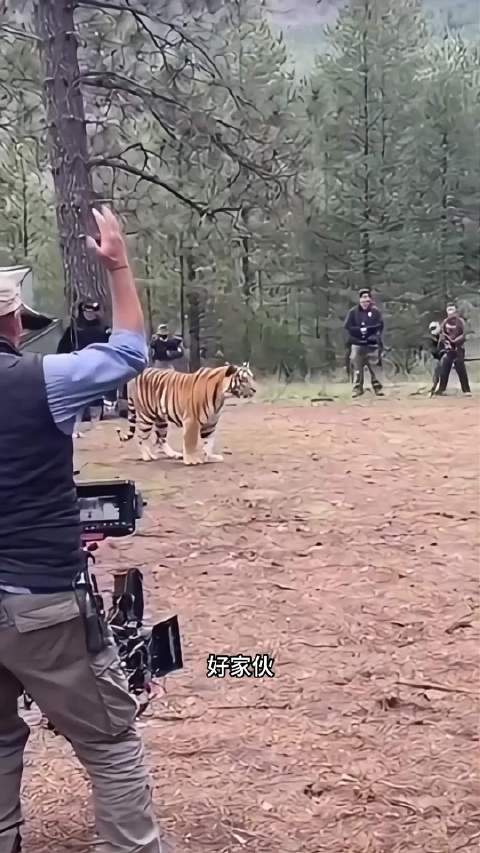 意想不到的动物同框画面！动物的迷惑行为 动物世界