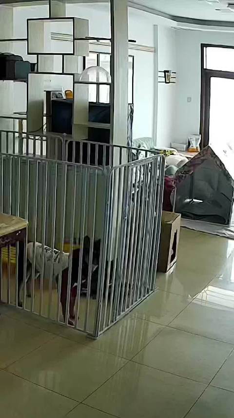 越狱、拆家、连吃八个月饼真是牛啊我们团少