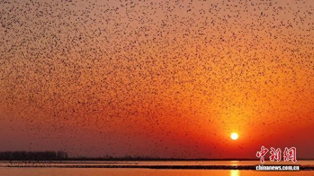 2025年11月25日，山东黄河三角洲国家级自然保护区的“鸟浪”奇观。杨斌 摄