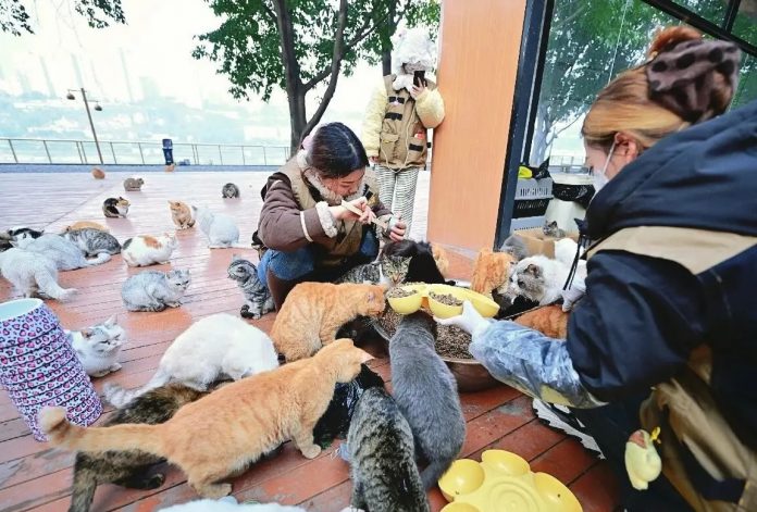 重庆为流浪猫打造温暖家园 创新“文旅+公益”模式 | TTG China