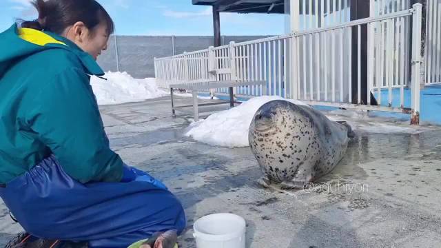 北海道纹別市海豹与饲养员玩伸缩游戏