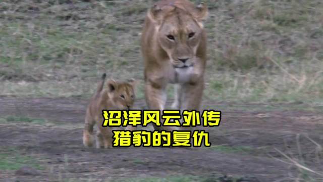 沼泽风云外传：四头猎豹围攻带崽的母狮，只为报当年雄狮攻击之仇！