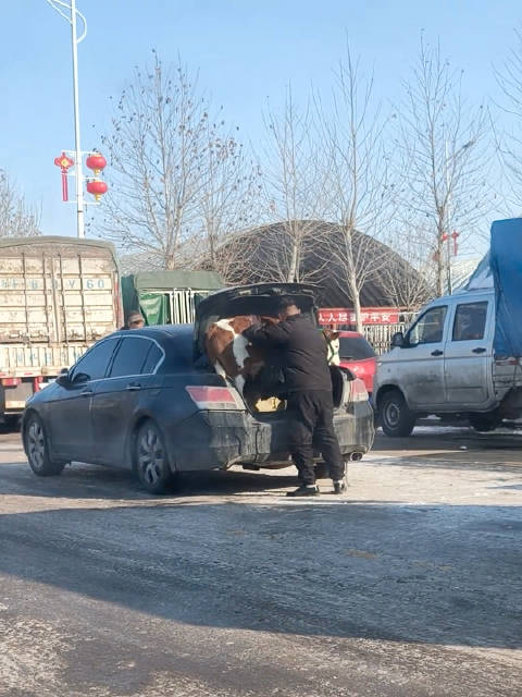 你们信不信？ 本田雅阁后备箱可以装头牛