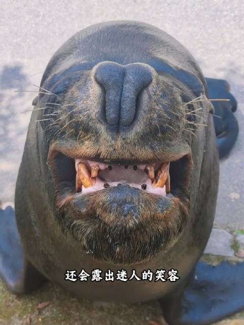 海狮还是很友好的，从来不抢鱼呀