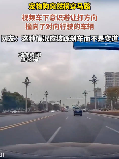 宠物狗突然横穿马路，视频车下意识避让打方向！