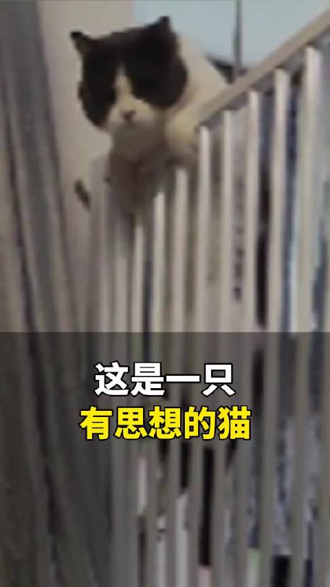 猫咪多次越狱惊呆铲屎官，网友赞其聪明